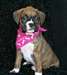 Chiots Boxer Male & femelle