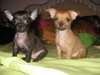 Chiot type chihuahua disponible