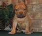 Belle port&#233;e de chiots Pit Bull Terrier  champion - photo 1