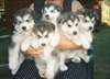 DES CHIOTS DE RACE ALASKAN MALAMUTE