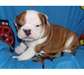 Anglais chiots bulldog mignons pour adoption.