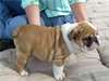 Chiots Bulldog Anglais disponibles