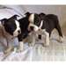 Chiots Boston Terrier