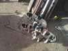 chiots type jack russell - photo 1