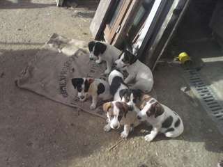 chiots type jack russell