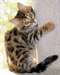 magnifique chaton bengal - photo 1