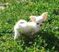 Calme chihuahua femellea donner
