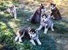 chiots husky sibérien pour noél
