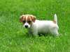 chiots jack russel disponible pour adoption