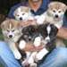 CHIOTS AKITA-INU DISPONIBLE POUR UNE BONNE MAISON