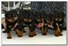 chiot rottweiller à faire adopter