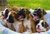 Chiots Boxer Male & femelle