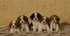 Adorables chiots cavalier king charles - photo 1