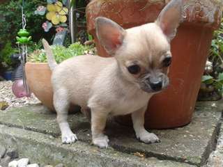 Chiot type chihuahua disponible