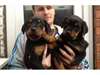 OCCASION PRESSER : DES ROTTWEILER DISPONIBLE