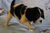 Chiots  Cavaliers King Charles