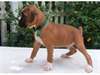 chiots Boxer Chunky