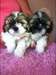 BEAUX CHIOTS SHIH TZU POUR ADOPTION