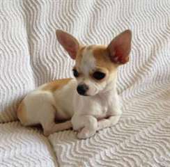 Chiot chihuahua femelle pure race