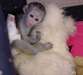 Mignion bébé singe capucin disponible à vendre