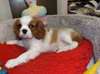 Adorable chiot cavalier king charles lof
