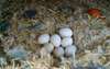 Hycinth Macaws Parrots and eggs for sale - photo 2