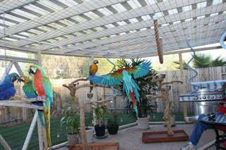 Hycinth Macaws Parrots and eggs for sale