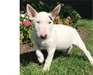 Magnifiques chiots bull terrier
