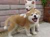 Très beaux chiots shiba-inu disponible