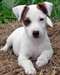 chiots jack russell pour adoption