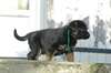 chiots Bergers allemand - photo 1
