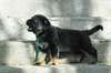 chiots Bergers allemand - photo 2