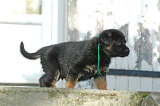 chiots Bergers allemand