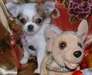 chihuahua chiots recherche de nouvelles maisons