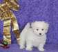2 chiots  types  bichon maltais  disponible