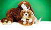 joils chiots cavalier king charles - photo 1