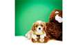 joils chiots cavalier king charles - photo 2