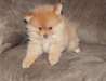 très beaux bébés chiots type spitz,
