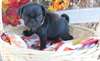 magnifiques chiots carlin