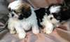 chiots shih tzu prêt à aller maintenant