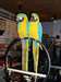 Extraordinaire Jeune Couple de Perroquets Aras Eam - photo 1