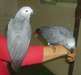 Couple de perroquets gris du Gabon