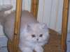 Adorables chaton persane - photo 1