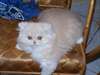 Adorables chaton persane - photo 2