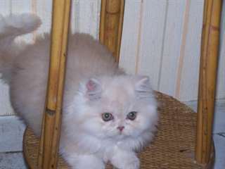 Adorables chaton persane