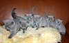 Chatons British Shorthair à vendre