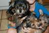 Yorkies puppies for adoption (209) 920-7756