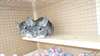 Deux belles Homme et Femme de 2 ans Chinchilla