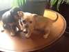 Mignon... Mignon... Cute, Chihuahua pour Saint Val