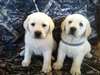 Chiots Labrador anglais blanc